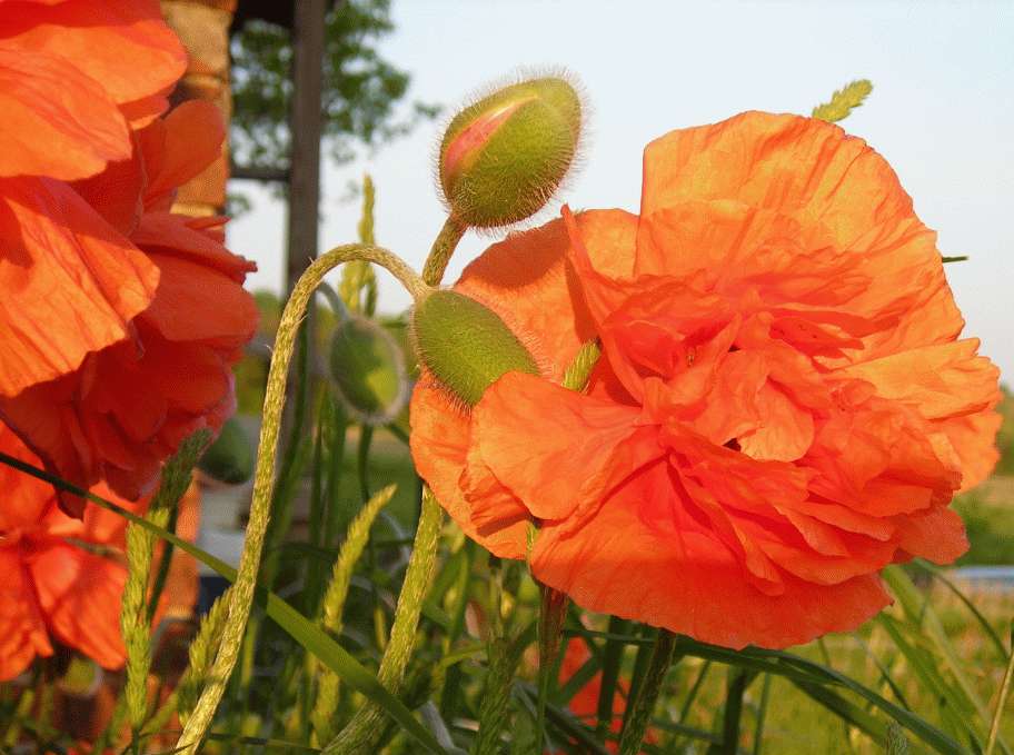 Orange Poppy at Sunset