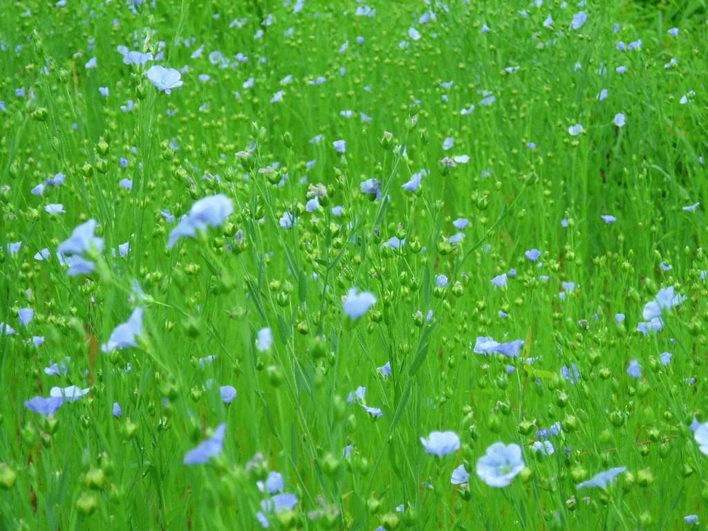 Field of Flax