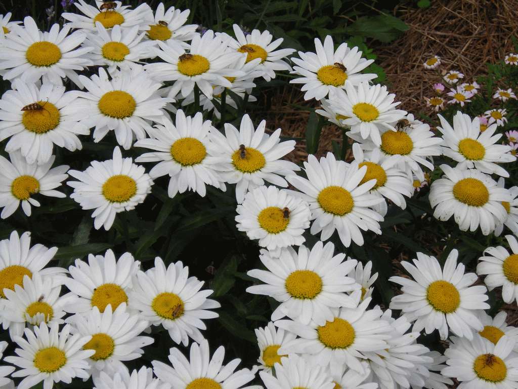 Snowcap Shasta Daisies