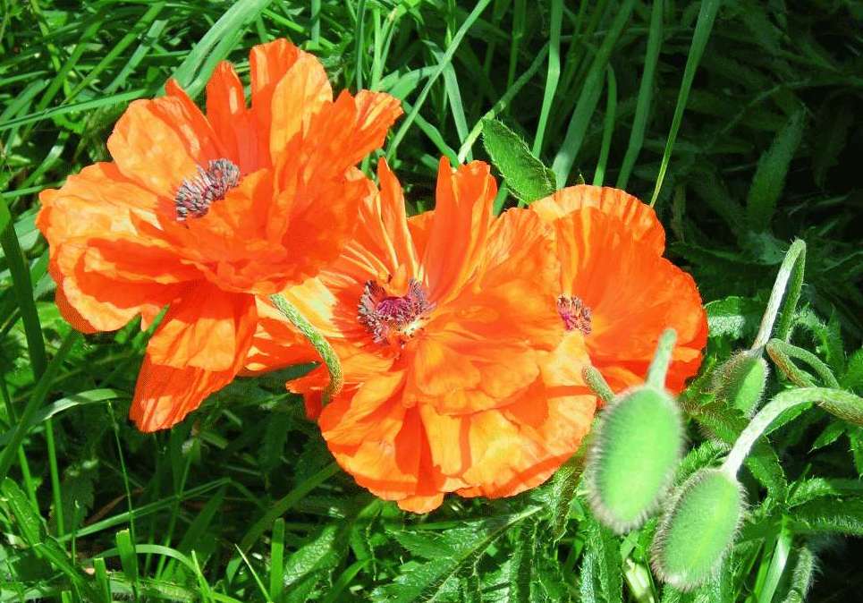 Spent Poppies