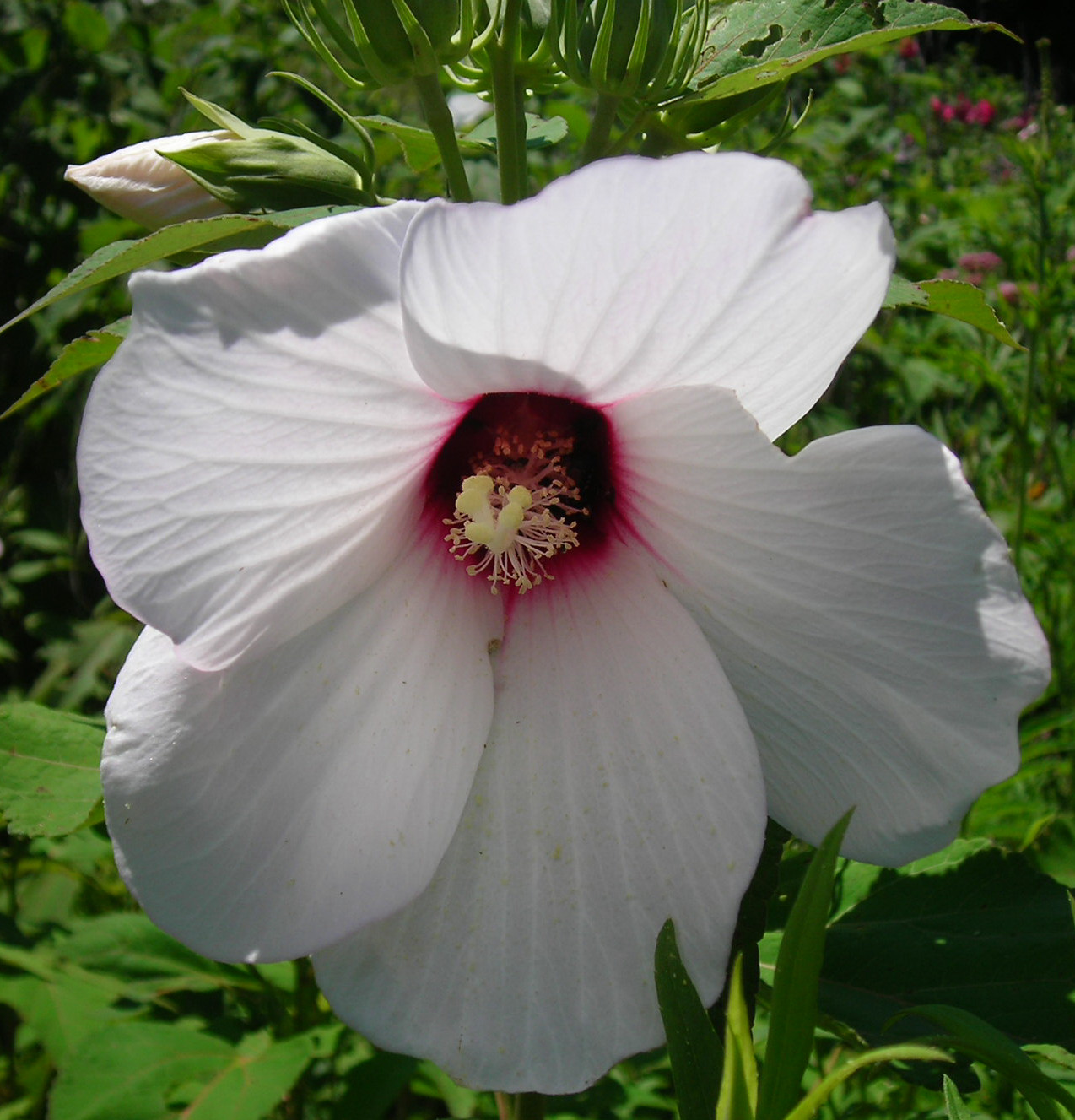 Marsh Mallow