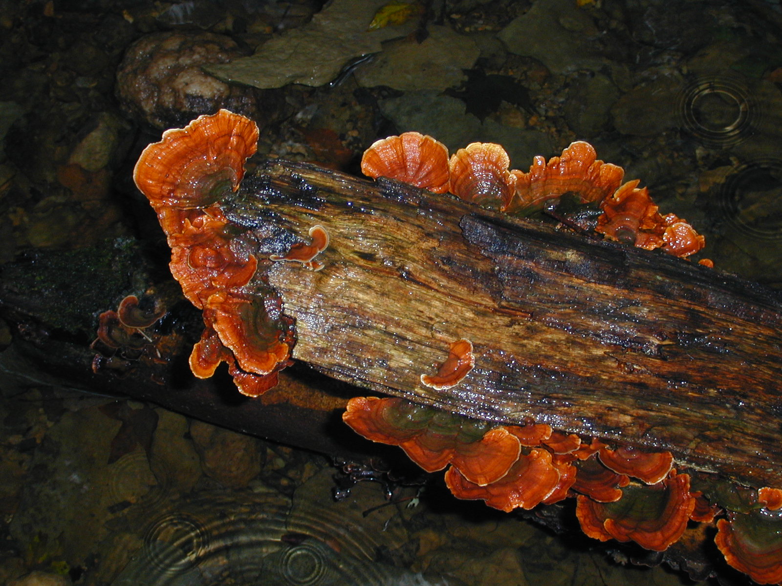 Fungus on a tree