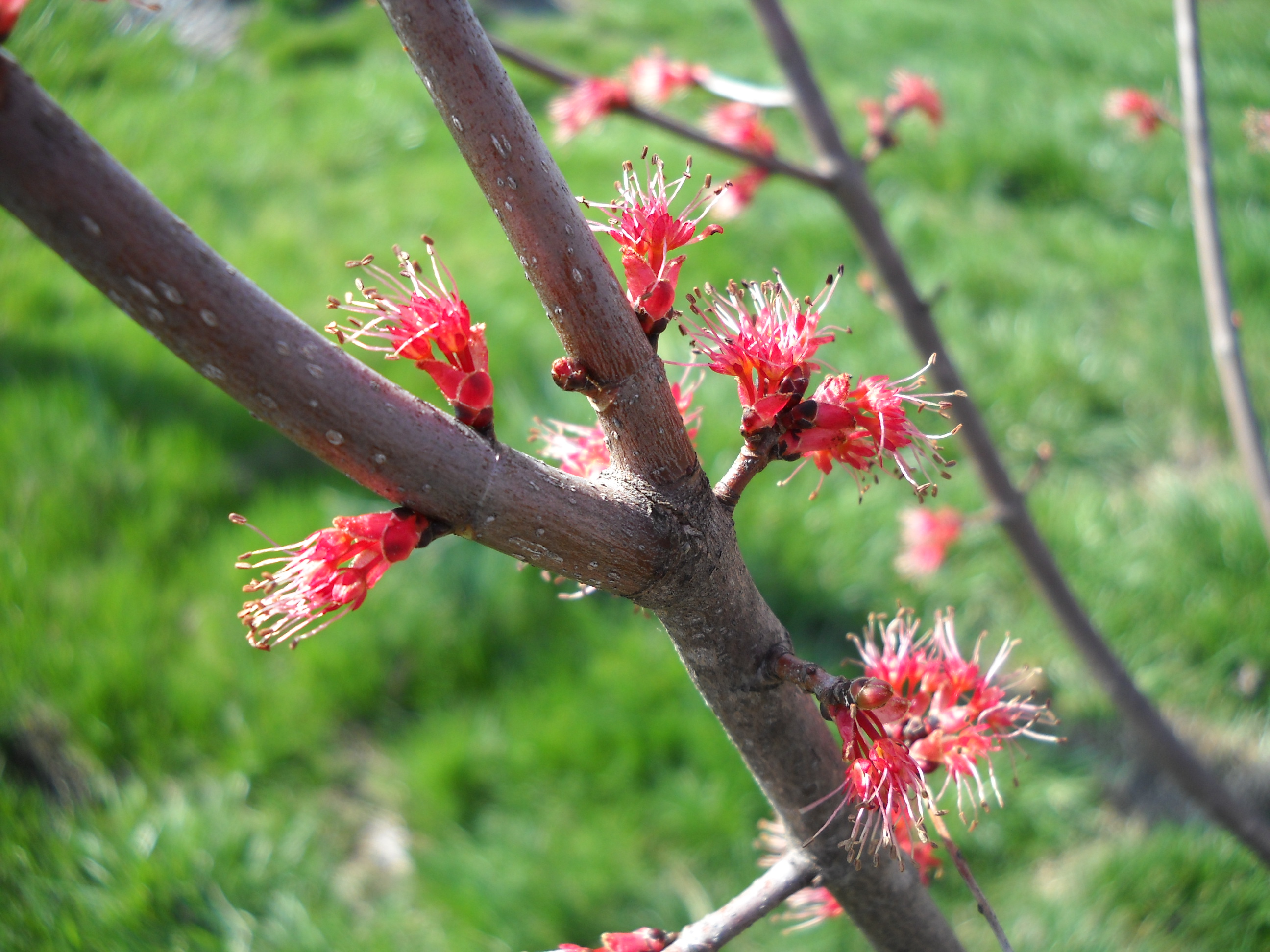 Red Maple Tree Blossoms