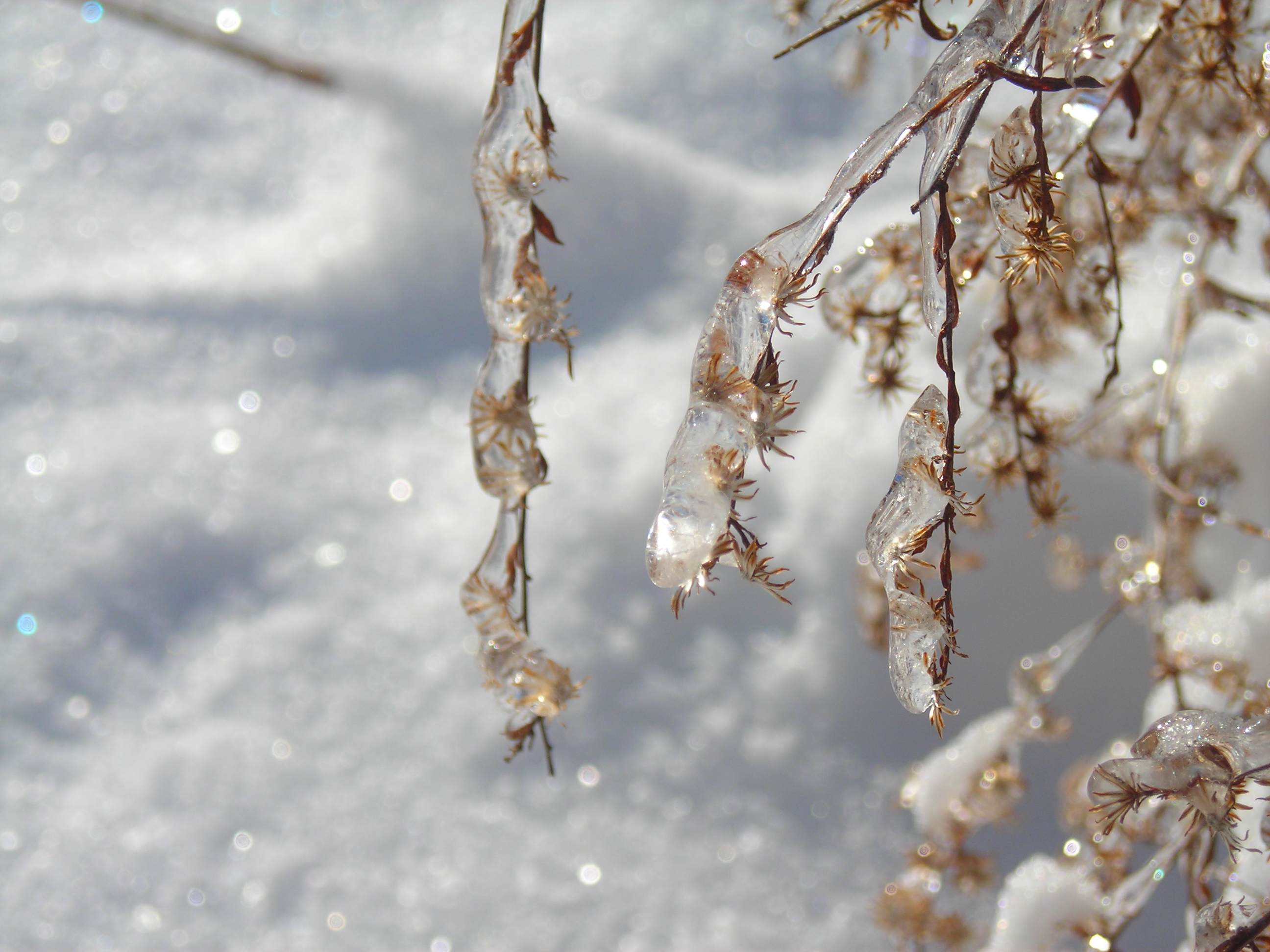 Winter Crystals