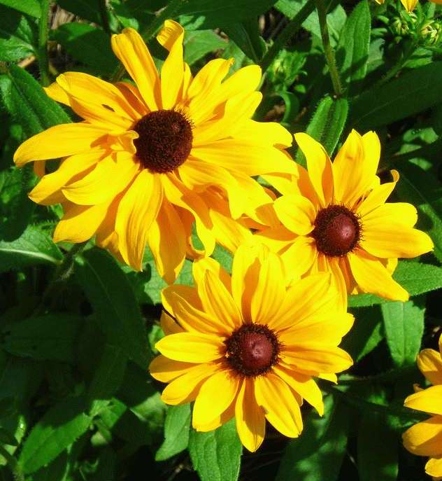 Sunny Rudbeckia