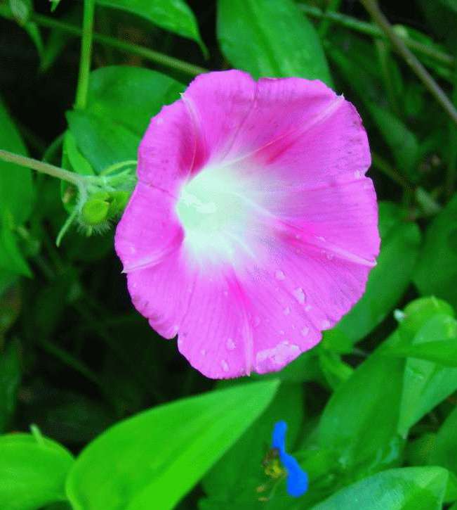 Morning, Glory!