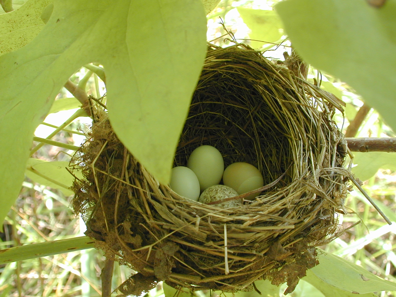 Bird Eggs