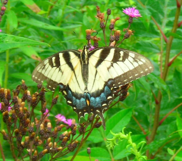 Swallow Tailed Butterfly