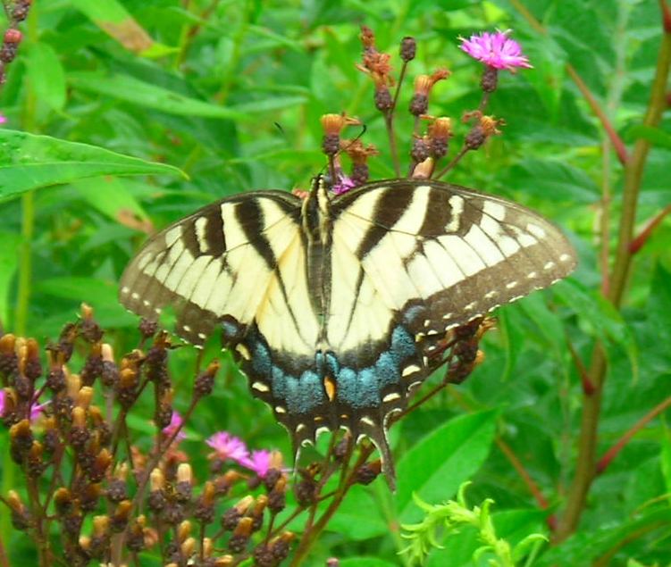Swallowtailed Butterfly