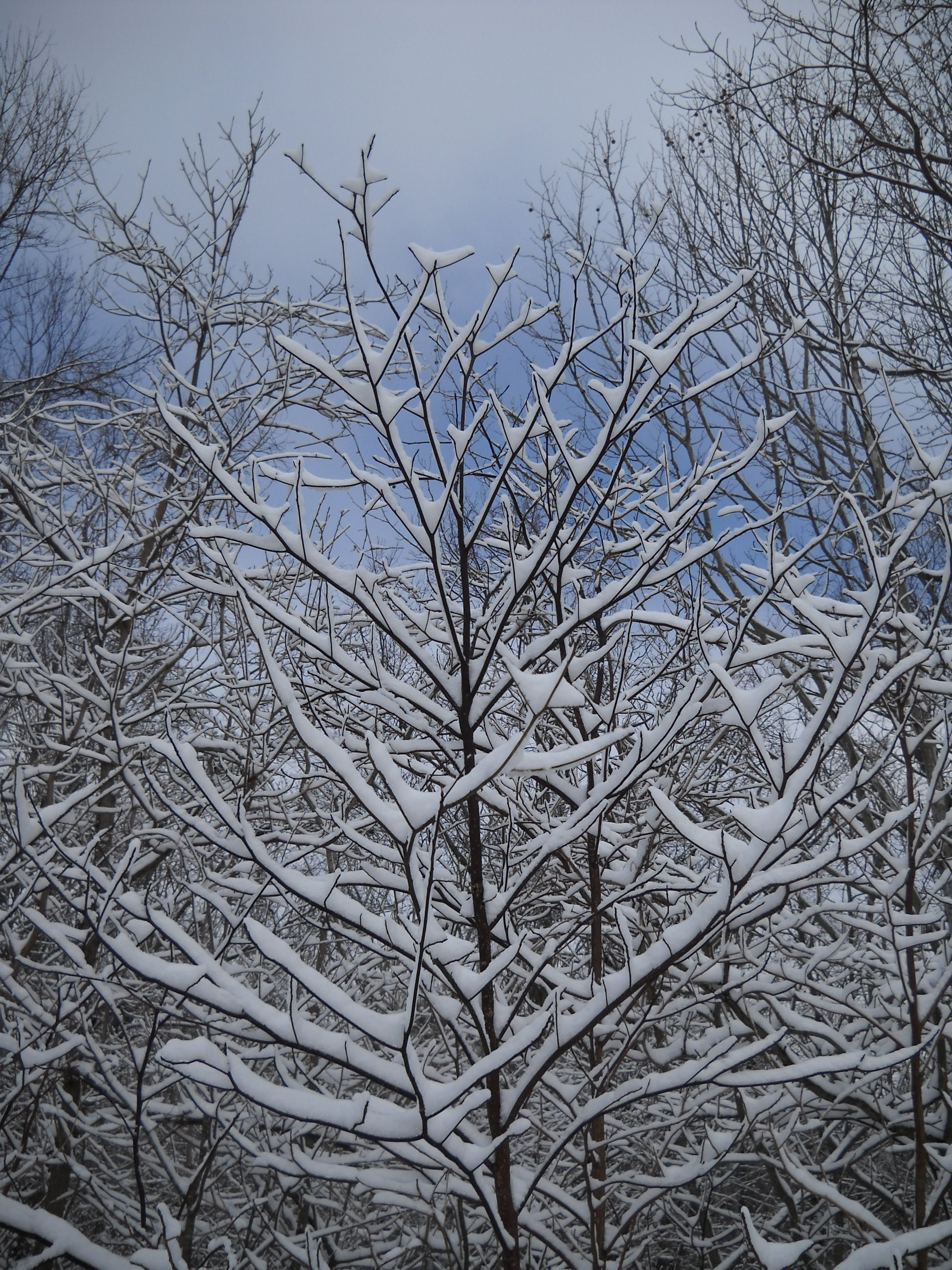 Winter 2009