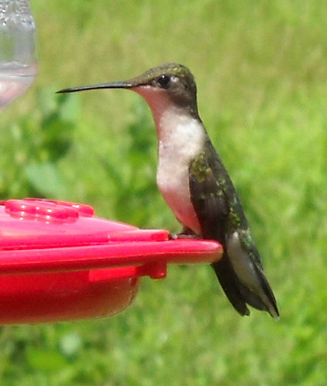Female Hummingbird