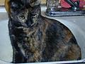 Bathtime for Kitty
