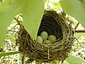 Bird Eggs