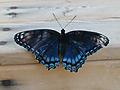 Blue Butterfly