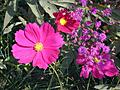 Pink Coreopsis