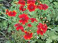 Red Coreopsis
