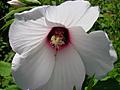 Marsh Mallow