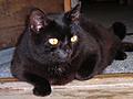 Golden Eyed Gabby