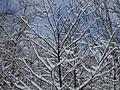 Winter 2009
