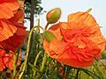Orange Poppy at Sunset