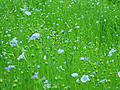 Field of Flax