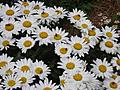 Snowcap Shasta Daisies