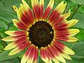 Chianti Sunflower