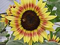 Bee Heaven Chianti Sunflower