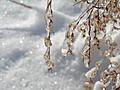Winter Crystals