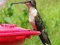Female Hummingbird