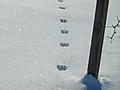 Rabbit Footprints in the Snow