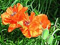Spent Poppies