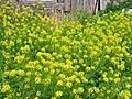 Wild Mustard