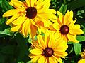 Sunny Rudbeckia