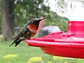 Rescued Hummingbird
