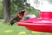 Rescued Hummingbird