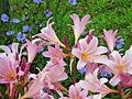 Surprise Lillies