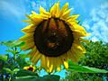 Huge Sunflower