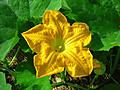 Pumkin Blossom