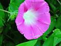 Morning, Glory!